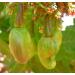 Cashew nuts (half) 1kg - LA PLANTIGO - Buy Online on GoSupps.com