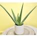 Live Aloe Vera Succulent Plant in 3.5 Inch Pot by Plants for Pets - Indoor House Plant - Buy Online on GoSupps.com
