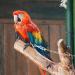 CIYODO 1 Set Parrot Anklet Parrot+Ring+Foot Bird Harness Parrot Foot Ring Bird Leash Conure Stainless Steel 23X4X0.1cm Silver - Buy Online on GoSupps.com