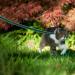 Wolfone 10m Lake Green Non-Slip Latex Training Lead for Dogs/Cats - Lightweight Daily Walking Lead for All Sizes - Ideal for Recall, Camping & Training - Buy Online on GoSupps.com