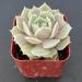 2in Echeveria Lola Succulent Plant - Live Mini Plant for Indoor Outdoor Decor, Perfect for Home Office Wedding DIY Projects - 1 Pack Fully Rooted in Pots - Buy Online on GoSupps.com
