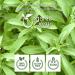 Organic Way Stevia Leaf Cut & Sifted - 1 lb (16 oz) | Raw Vegan Non GMO & Gluten Free | USDA & Kosher Certified | From India - Buy Online on GoSupps.com