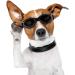 XUNKE Dog Goggles - Anti-UV Eye Protection Sunglasses for Small/Medium Pets (Black) - Waterproof & Windproof - Buy Online on GoSupps.com