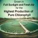 Chlorella Tablets Mega-Pack 1000 - Raw Cracked Cell, Non-GMO, 100% Pure Pyrensoidosa - High Protein Superfood with Chlorophyll & Nucleic Acids - No Fillers - Buy Online on GoSupps.com