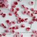 50pcs 3D Flower Nail Acrylic Nail Camellia Nail Art Decoration Nail Art Decoration Manicure Accessories 50pcs Flower Nail Art Decoration Camellia Nail Charms Nail Art Decoration - Buy Online on GoSupps.com