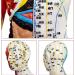 Acupuncture and Muscle Anatomical Male Model Pressure Point and Meridians Acupuncturists and Other Medical Professionals Training Teaching Education (60cm/23.6inch) - Buy Online on GoSupps.com