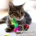 Meowijuana Organic High-Potency Catnip Spray Bundle - 3oz | USA-Grown | For Cat Toys, Teasers & Scratchers | Feline Approved - Buy Online on GoSupps.com