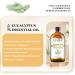 EUQEE Eucalyptus Essential Oil 118ml - Pure Natural Oil for Diffusers - Home Aromatherapy Relaxation - Pack of 1 - Buy Online on GoSupps.com