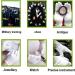 Maydahui 12 Pair White Cotton Gloves 9 inch Extra Large Size for Cosmetic Moisturizing Coin Jewelry Inspection Performance Driving Watch Repair Work Lining - Buy Online on GoSupps.com