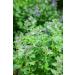 Catnip Herb Tea | Nepeta Cataria L | Cataire Herbe Tisane Health Embassy (100g) - Buy Online on GoSupps.com