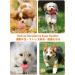 Tongktai Plush Dog Toys - 4-Pack Squeaking Interactive Plush Balls for Puppies & Small Pets | Soft Retrieval Play Toys in Pink Red Yellow & Green - Buy Online on GoSupps.com