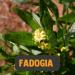 Cupplement Fadogia Agrestis 60 Capsules - 10% Extract 500 MG | 4 Sachets + Free Pillbox - Superfood 5 Pack - Buy Internationally - Buy Online on GoSupps.com