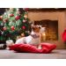 Shop Aring Christmas Dog Collar - Sweet Cotton Red Plaid with Flower Metal Buckle for Small to Large Dogs - Buy Online on GoSupps.com