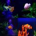 Buy Wenxiaw Artificial Goldfish for Aquariums - 4 Pack Bright Silicone Fake Fish with Suction Cups | Ideal Aquarium Decoration - Buy Online on GoSupps.com