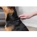 Trixie 2410 Flea and Dust Comb for Dogs & Cats - 15 cm Black | High-Quality Pet Grooming Tool - International Shipping Available - Buy Online on GoSupps.com