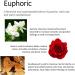 Euphoric Jasmine Rose Orange & Vanilla Aromatherapy Soy Candle | Therapeutic Essential Oils | 10 oz Recycled Glass Votive | Handmade in USA by Stillwater Bath and Body - Buy Online on GoSupps.com