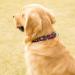 Adjustable Heavy-Duty Martingale Collars for Dogs - Soft & Smooth Black Daisy Prints - Ideal for Large & Small Breeds - Buy Online on GoSupps.com