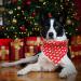 Shop Lionheart Glory Dog Haller 1 Packer Washable Soft Cotton Christmas Neckerchief - Adjustable Red Kerchief for Small Dogs | Perfect Holiday Accessory - Buy Online on GoSupps.com