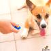 DogCatz Hybrid Dog Clicker and Whistle Training Train Your Pet Dogs and Cats in Obedience (Sky Blue) - Buy Online on GoSupps.com