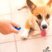 Dog Puppy Clicker for Obedience Training - Pink Clicker for Puppies & Cats | Best Pet Training Tool - Buy Online on GoSupps.com