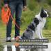 Reavet 5m Neon Orange Drag Line for Dogs | Robust Waterproof Leash with Padded Handle | Ideal Training Leash for Large & Small Dogs - Buy Online on GoSupps.com