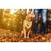 Lionet Paws Dog Bandana Headscarves - Triangle Scarf Yellow & White Checked LL | Stylish Pet Accessory for All Breeds - Buy Online on GoSupps.com