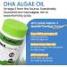 2 Bottles Algal Oil DHA 400 mg with ARA and SA 120 Softgels Algae Oil - DHA Omega 3 Supplement 1 Softgel per Serving for Brain Memory & Nervous System Support - Non-GMO - Buy Online on GoSupps.com