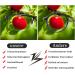 Alwaysuv 4 Pack Men's Reading Glasses - Blue Light Blocking Black Semiconductor Transparent Lens 1.5x Magnification - Ideal for Computer Use - Buy Online on GoSupps.com