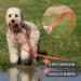 Reavet 5m Neon Orange Drag Line for Dogs | Robust Waterproof Leash with Padded Handle | Ideal Training Leash for Large & Small Dogs - Buy Online on GoSupps.com