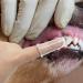 12 Pieces Pet Finger Toothbrush Soft Silicone Pet Finger Toothbrush Food Safety Tooth Cleaner Dog Cat Dental Brushes Kit for Dogs Cats Pets Dental Care(Transparent Color) - Buy Online on GoSupps.com