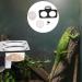 Reptiles Feeding Bowl Breeding Tank Feeder Food Water Dish for Crested Gecko Magnetic Reptile Feeding Dish 11.7X6.3X5.7CM Black - Buy Online on GoSupps.com