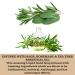Olivia Care Antibacterial Hand Soap with Sage & Tea Tree Oil - Lavender Thyme Fragrance - 18.5 fl oz - Buy Online on GoSupps.com