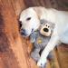 KONG Dog Wild Knots Bear - SMALL/MEDIUM - Cuddly Outside Durable Strong Inside Knotted Rope Skeleton - 3 Colours for Medium Breeds - Buy Online on GoSupps.com