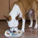 TSKDKIT Dog Treat Puzzle Toy Pet Interactive Feeder Toy Dog Puzzle Feeder Training Game Pet Food Dispenser Slow Feeder Bowl with non-slip Pet Interactive Toy for Improve Dog's IQ - Buy Online on GoSupps.com