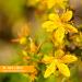 Herb Pharm St. John's Wort Oil 1 fl oz - Natural Mood Support & Skin Care - Buy Online on GoSupps.com