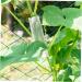 SUPVOX 4pcs Shaped Cucumbers Cucumber Shaping Vegetable Growing Tools Ginseng Fruit Candy - Buy Online on GoSupps.com