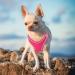Adjustable Reflective Dog Harness for Small Dogs - Breathable Anti-Train Design Ideal for Walking & Running | Heele - Rose Red (1 Pack) - Buy Online on GoSupps.com