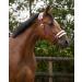 Netproshop Solid Horse Halter - Padded Adjustable Size Mini Shetty to Full U Cold Blood - Bordeaux Color Full Size - Buy Online on GoSupps.com