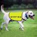 Rescue Dog Jacket Vest Adopt Me Dog Vest Foster Dog Slogan Vest (Adopt Me-Large) - Buy Online on GoSupps.com