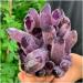 Crystal Rough Natural Purple Ghost Phantom Quartz Crystal Cluster Crystal Druse Specimen Minerals Reiki 600-800g - Buy Online on GoSupps.com