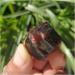 Natural Crystal Rough Natural Rough Garnet Crystal Stone Raw Semiprecious Tumbled Stone Decoration (Size : 300g) - Buy Online on GoSupps.com