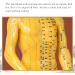 PHFFDD 50cm Meridian Male and Female Human Body Model Traditional Chinese Medicine Acupoint Model Acupuncture Practice Acupoint Positioning Yellow - Buy Online on GoSupps.com