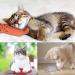 Bojafa Cat Catnip Toys For Indoor Cats Adult: 3 Pack Soft Kitten Teething Chew Toys Small Cat Kicker Toy Interactive Catnip Plush Toys Strong Catnip Pillow Pet Cute Cat Nip Teeth Cleaning Toys - Buy Online on GoSupps.com