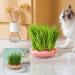 KASESSS Cat Grass Planter Soil Free Hydroponic Cat Grass Tray Round Catnip Cat Grass Box Indoor Cat Plant Planting Box Plastic Cat Grass Sprouting Trays for Cats Dogs and Other Pets (Pink) - Buy Online on GoSupps.com