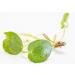 PondPlantsUK Amazon Frogbit 10 X Mini Live Plants