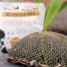 WachtelGold Sunflower Head - 1 Piece: Ideal Enrichment for Quails - Shop Internationally - Buy Online on GoSupps.com