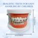 Dental Orthodontic Teeth Model with Colorful Braces | Professional Study Tool for Dentistry Students & Orthodontists - Buy Online on GoSupps.com