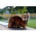 Beau's Bells Extra Loud Cat & Dog Bells - Handmade Copper Pet Tracker for Wildlife Safety - Buy Online on GoSupps.com