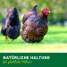 Chicken Land Parasite-Free Spot On for Chickens 50ml | Mite Protection & Neem Oil Defense Against Parasites - Buy Online on GoSupps.com