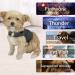 Qiyadin Adjustable Dog Anxiety Vest - Soothing Jacket for Thunderstorms Fireworks & Travel | Stress Relief for Small to Medium Dogs - Buy Online on GoSupps.com
